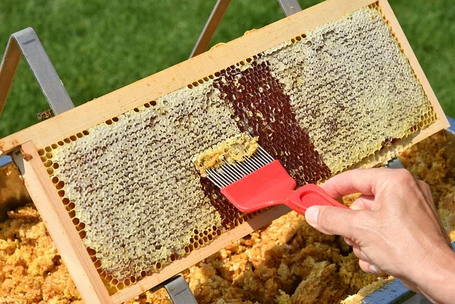 Plaster miodu z pszczołami podczas miodobrania w ulu