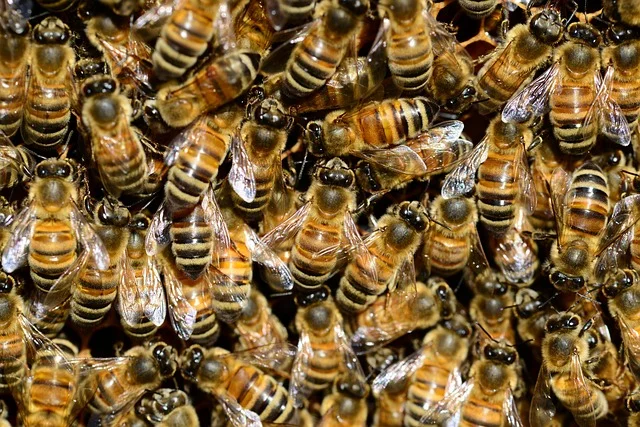 Miodobranie lipowe: jak się przygotować i co zebrać w połowie czerwca