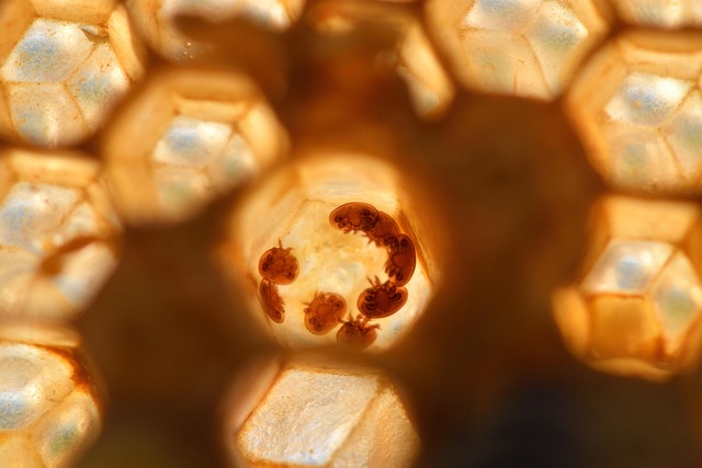 Roztocz Varroa destructor na pszczole - mikroskopowe zagrozenie dla calej rodziny