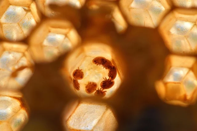Roztocz Varroa destructor na pszczole miodnej — makrofotografia z pasieki