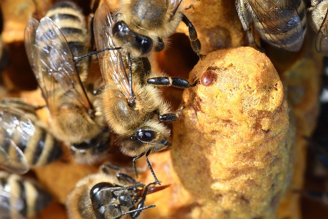 Varroa destructor na plastrze — diagnostyka warrozy w pasiece